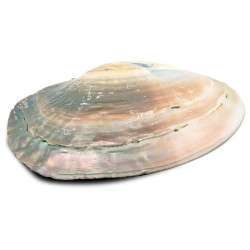 Mother of Pearl Shell with pearls