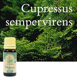 Aceite esencial de ciprés (Cupressus Sempervirens) 100% puro